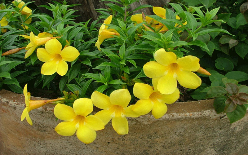 LANDSCAPERS FORT MYERS