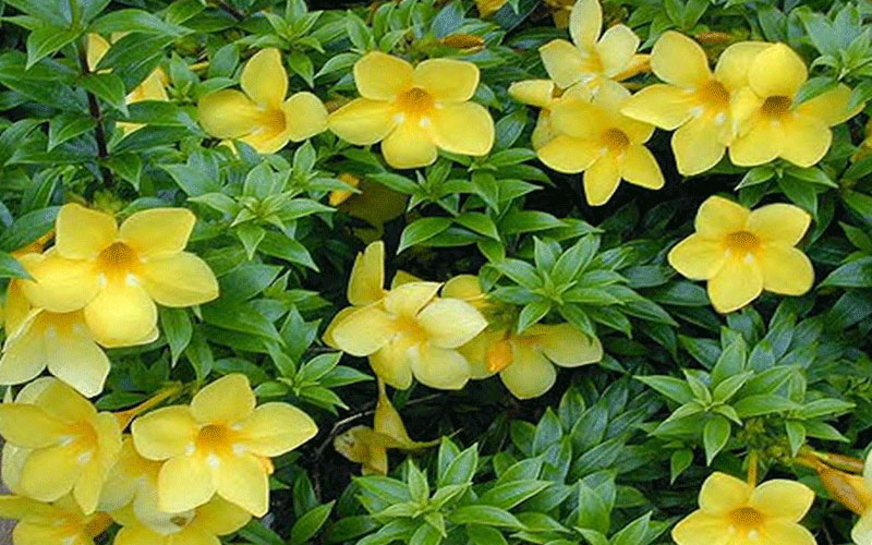 GARDEN CENTER FORT MYERS
