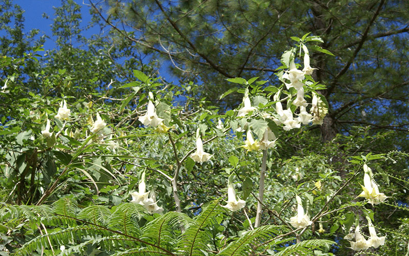 GARDEN CENTER FORT MYERS