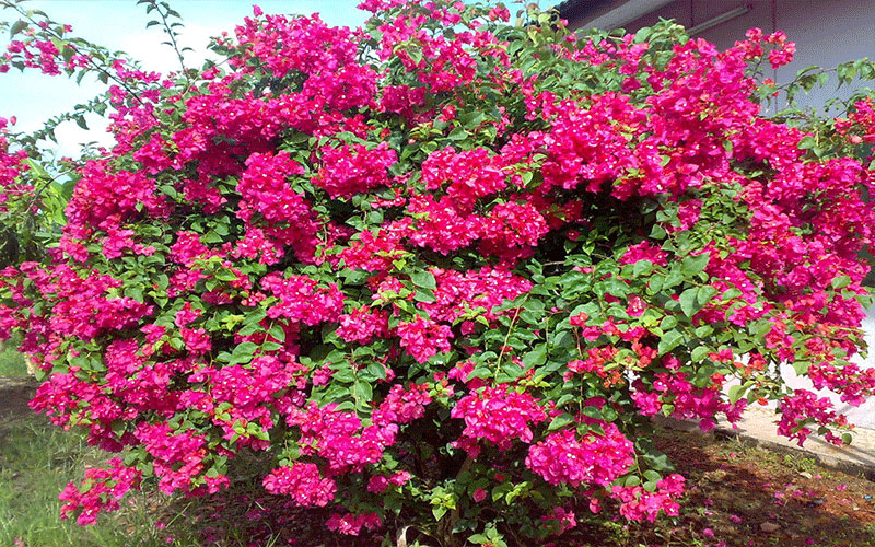 GARDEN CENTER FORT MYERS