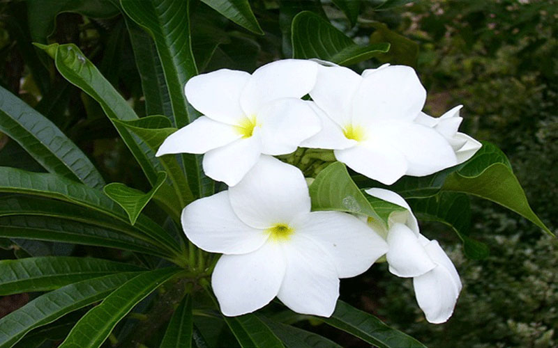 GARDEN CENTER FORT MYERS