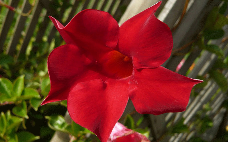 LANDSCAPERS FORT MYERS