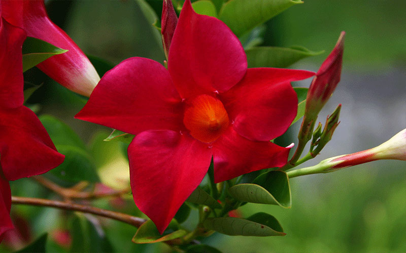 GARDEN CENTER FORT MYERS