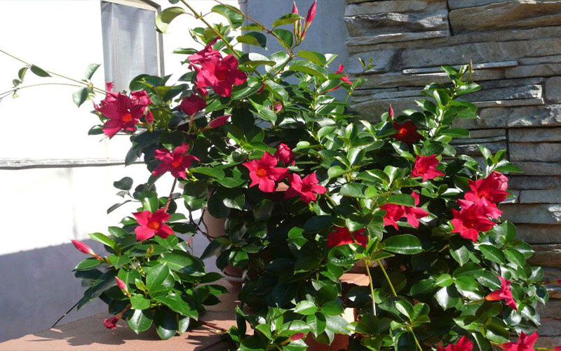 GARDEN CENTER FORT MYERS