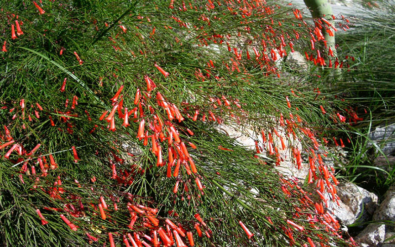 GARDEN CENTER FORT MYERS