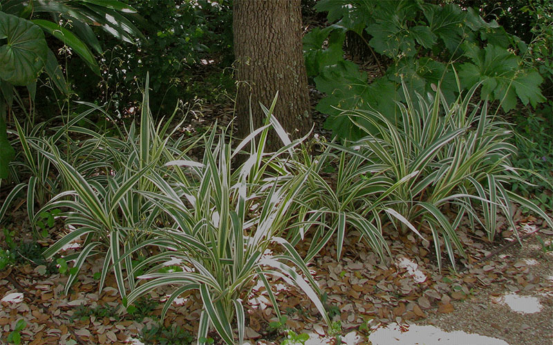 GARDEN CENTER FORT MYERS