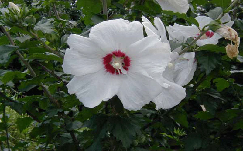 GARDEN CENTER FORT MYERS