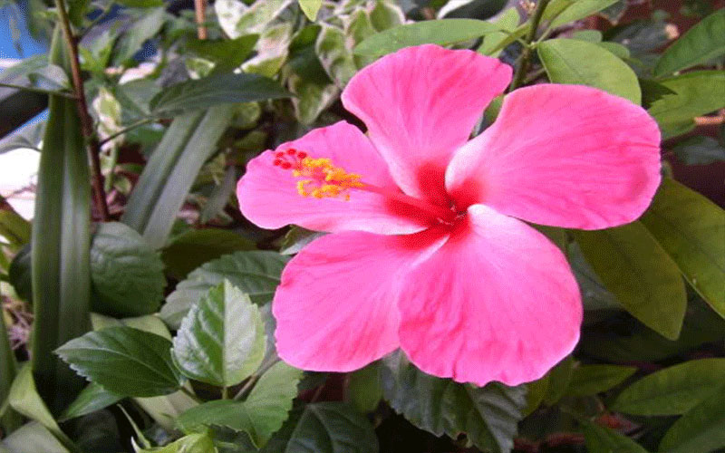 GARDEN CENTER FORT MYERS