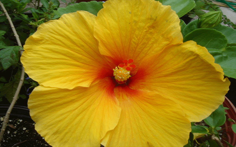 GARDEN CENTER FORT MYERS