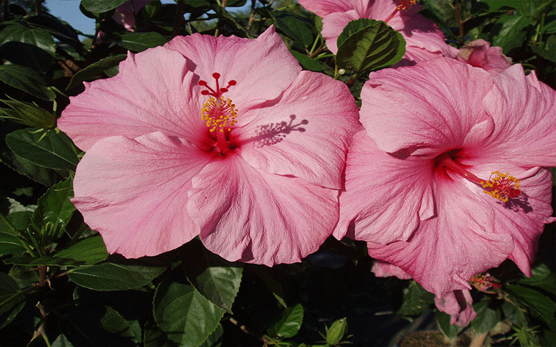 GARDEN CENTER FORT MYERS