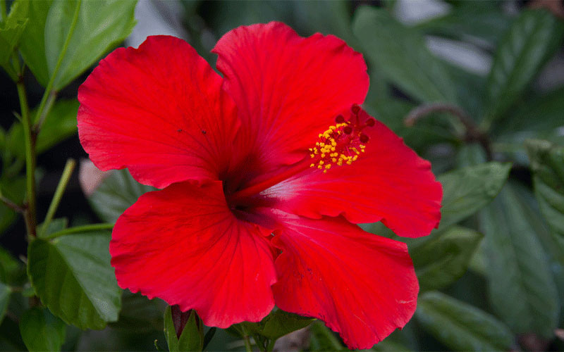 GARDEN CENTER FORT MYERS