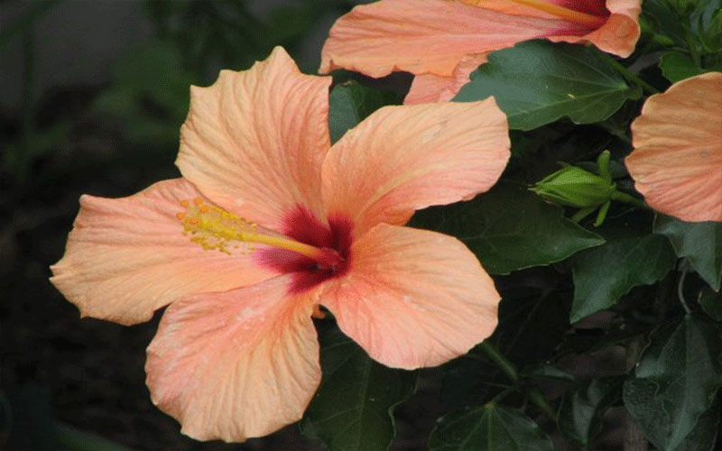 GARDEN CENTER FORT MYERS