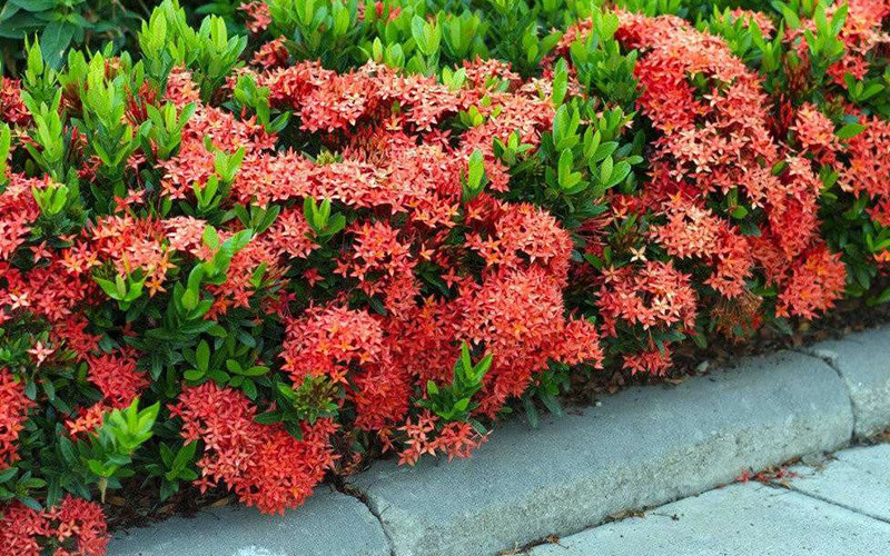 LANDSCAPERS FORT MYERS