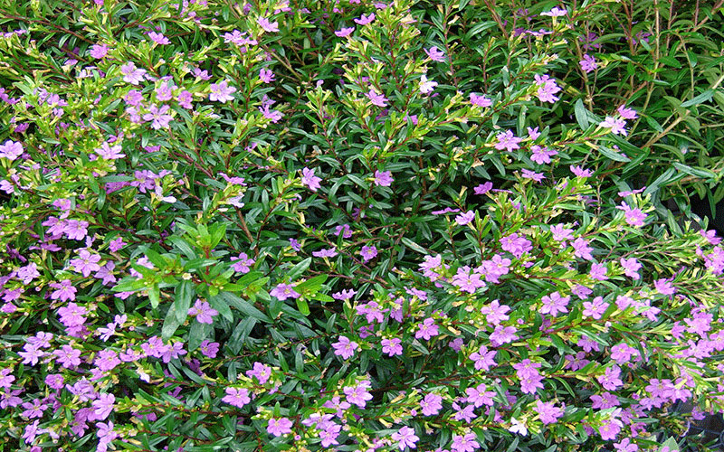 LANDSCAPERS FORT MYERS