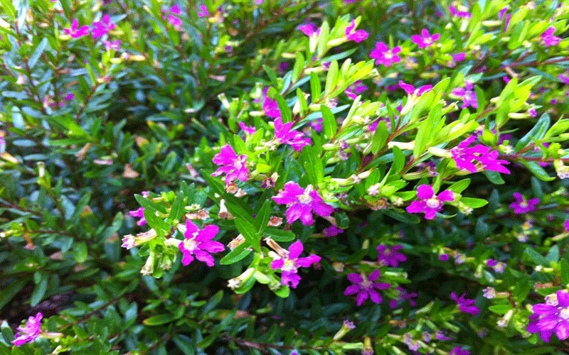GARDEN CENTER FORT MYERS