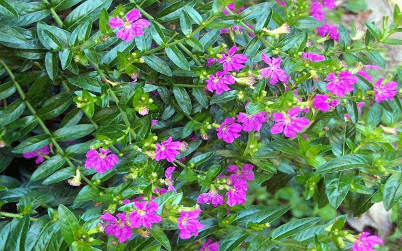 GARDEN CENTER FORT MYERS