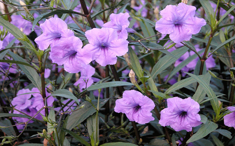 GARDEN CENTER FORT MYERS