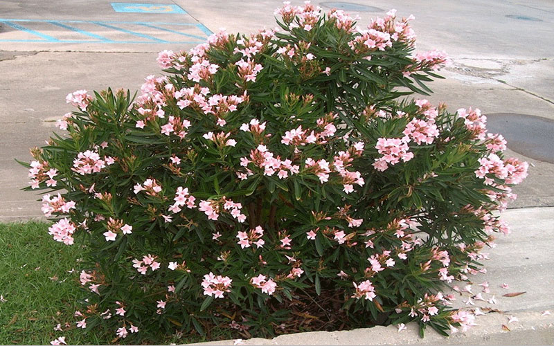 LANDSCAPERS FORT MYERS
