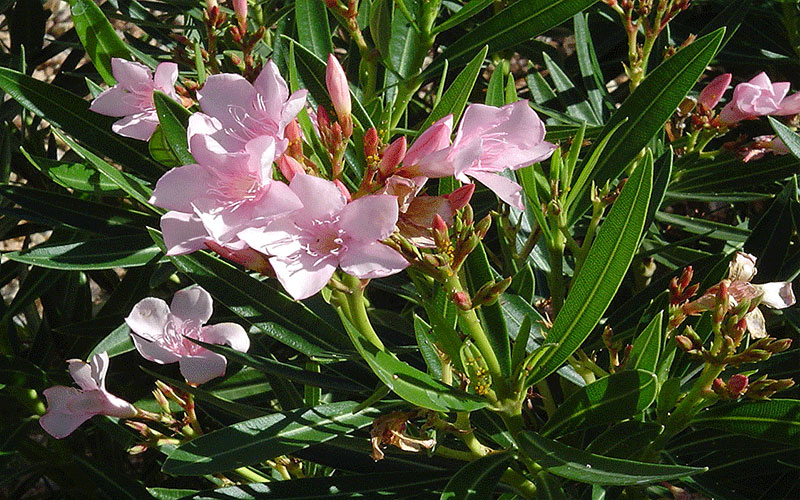 GARDEN CENTER FORT MYERS