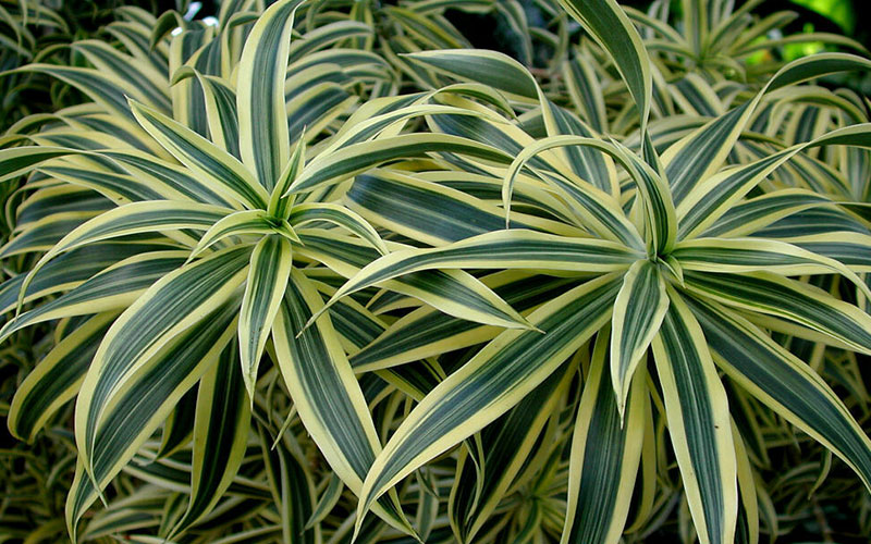 GARDEN CENTER FORT MYERS