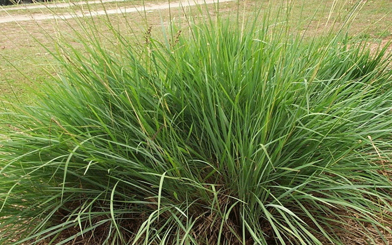 ORNAMENTAL GRASS FORT MYERS