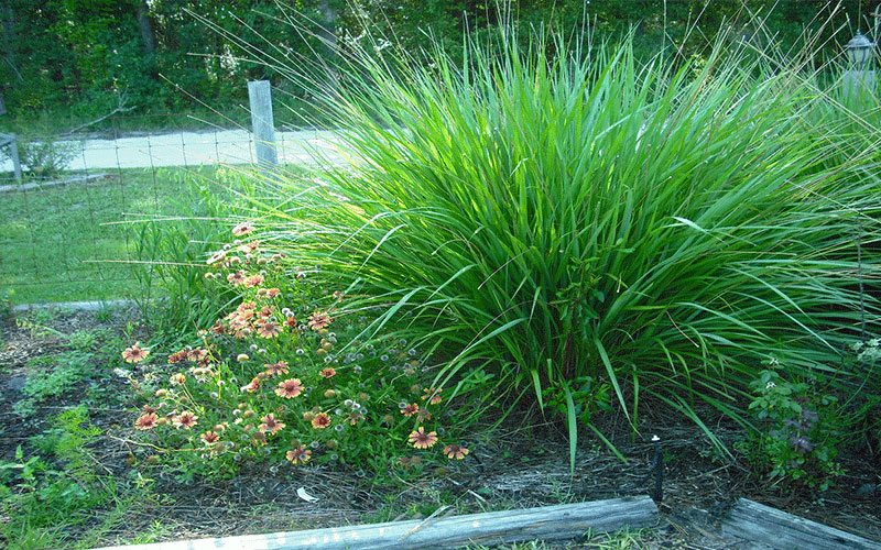 GARDEN CENTER FORT MYERS