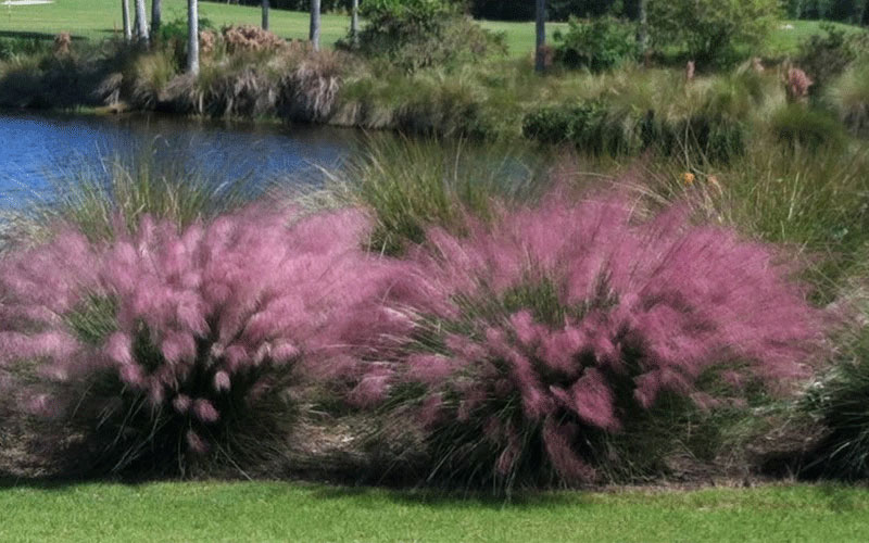 ORNAMENTAL GRASS FORT MYERS