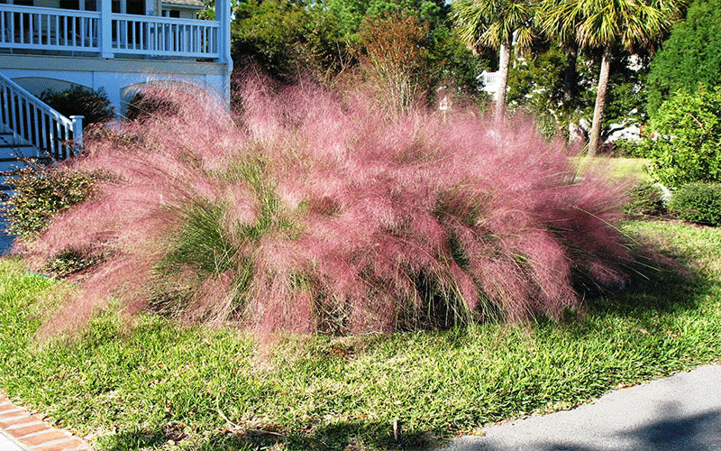 GARDEN CENTER FORT MYERS