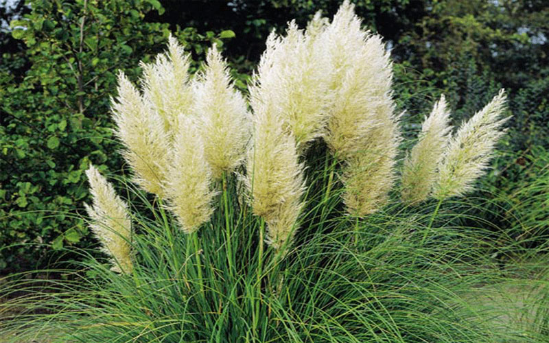 ORNAMENTAL GRASS FORT MYERS