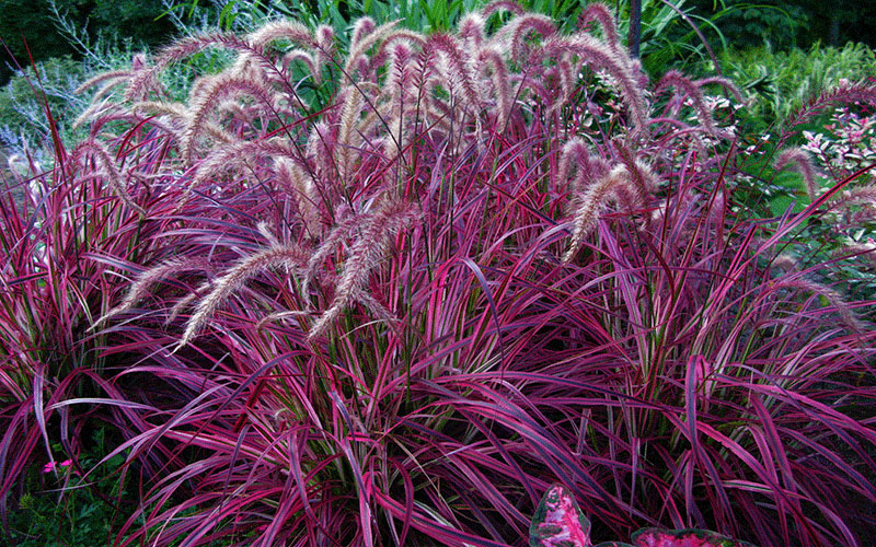 ORNAMENTAL GRASS FORT MYERS