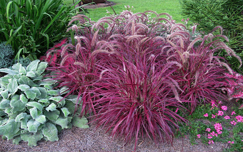 GARDEN CENTER FORT MYERS