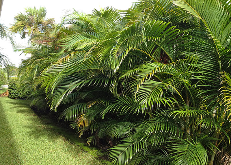 PALM TREE NURSERY FORT MYERS