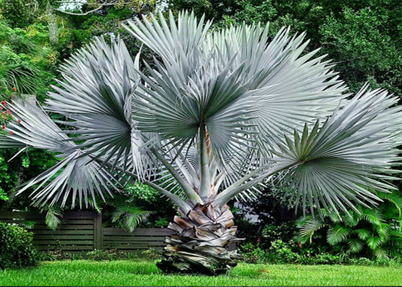 PALM TREE NURSERY FORT MYERS