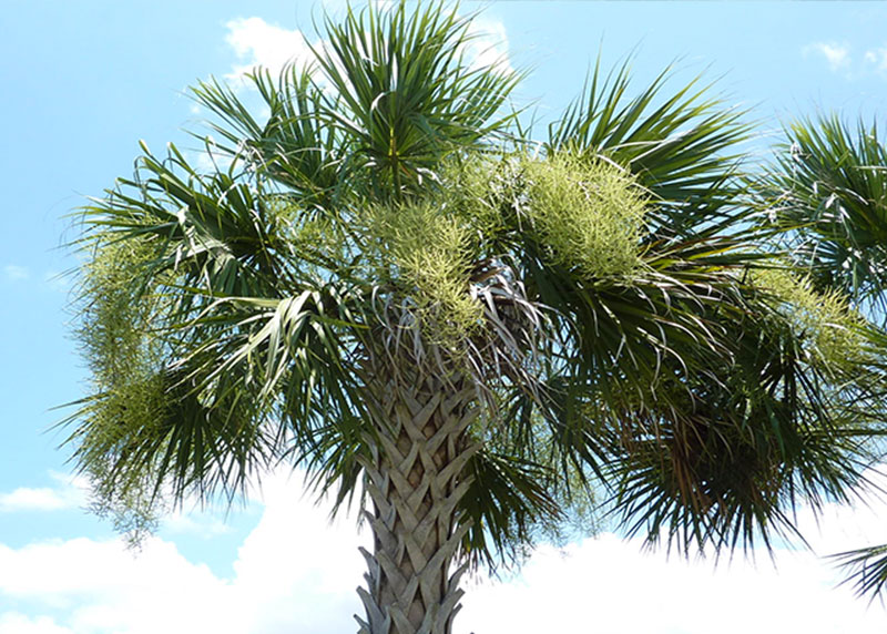 PALM TREE NURSERY FORT MYERS
