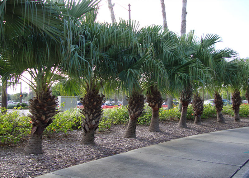 PALM TREE NURSERY FORT MYERS