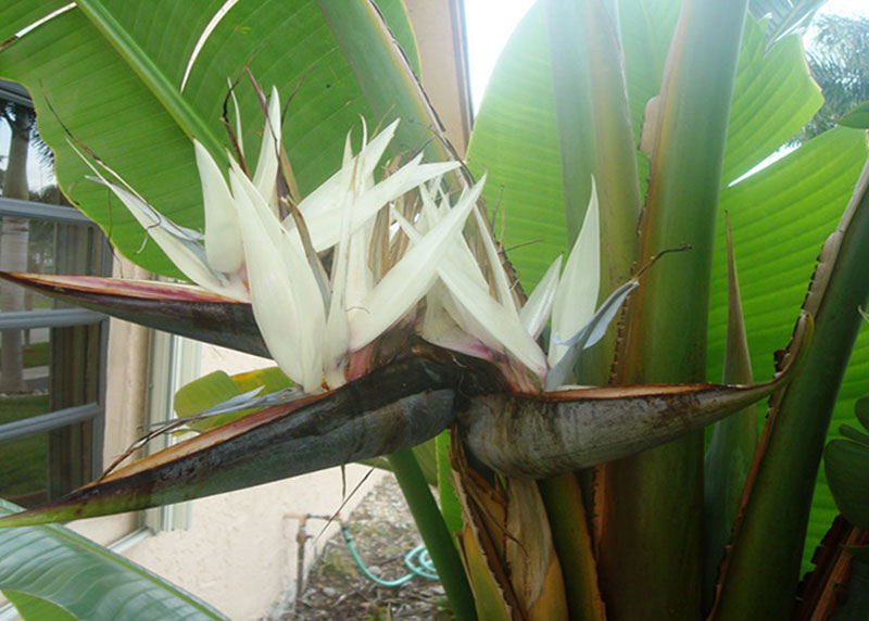 PALM TREE NURSERY FORT MYERS