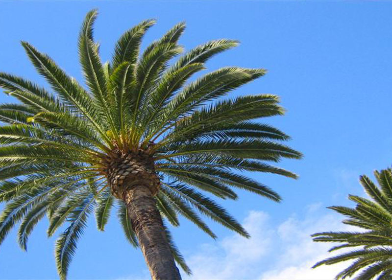 PALM TREE NURSERY FORT MYERS