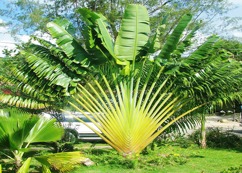 PALM TREE NURSERY FORT MYERS