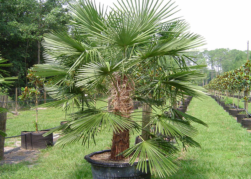 PALM TREE NURSERY FORT MYERS