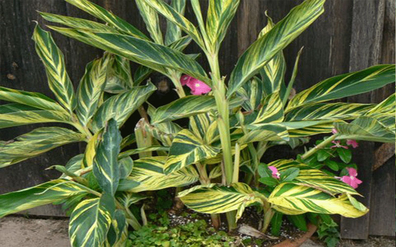 GARDEN CENTER FORT MYERS