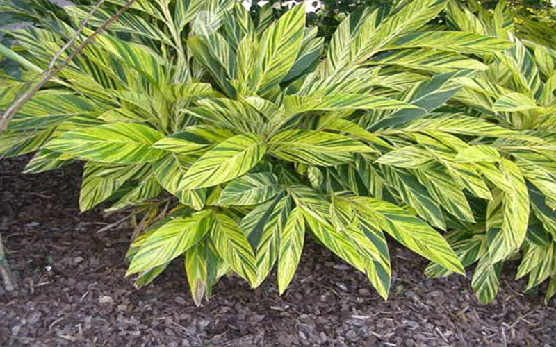 GARDEN CENTER FORT MYERS