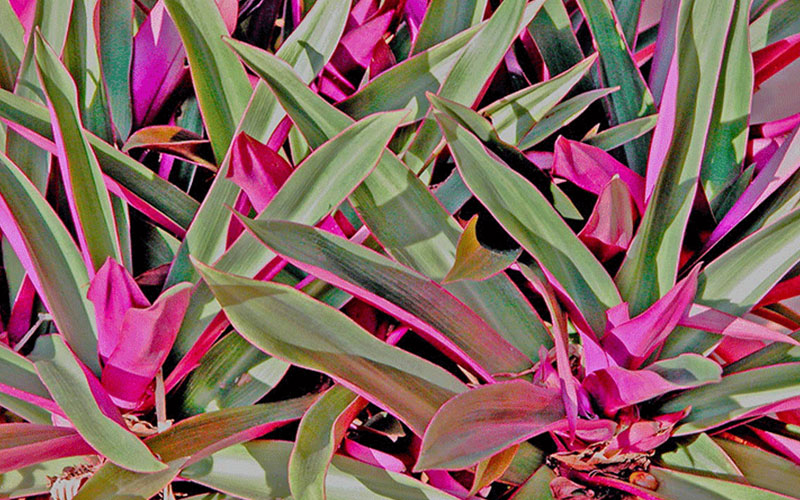 GARDEN CENTER FORT MYERS