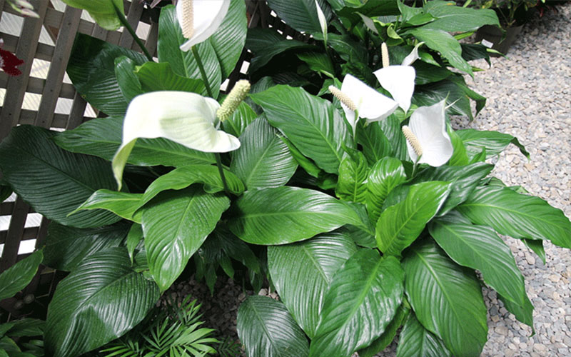GARDEN CENTER FORT MYERS
