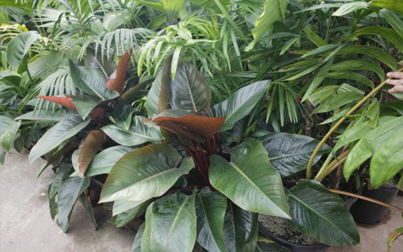 GARDEN CENTER FORT MYERS