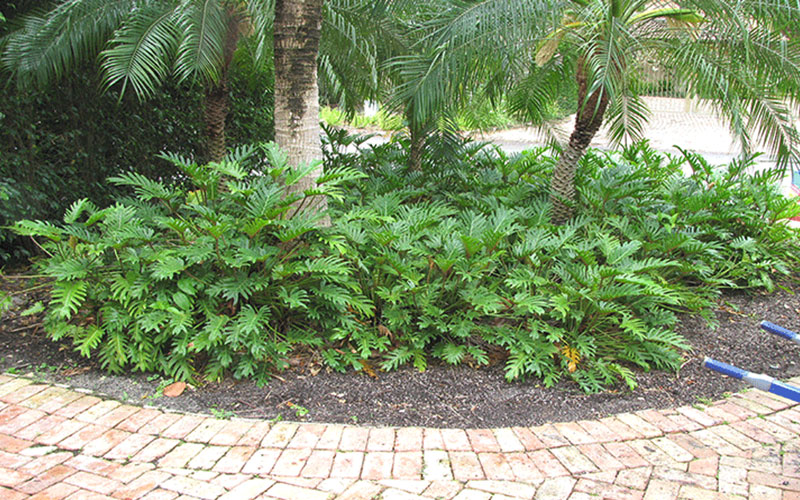 GARDEN CENTER FORT MYERS