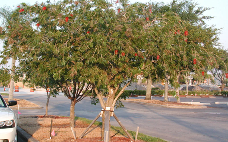 TREE NURSERY FORT MYERS