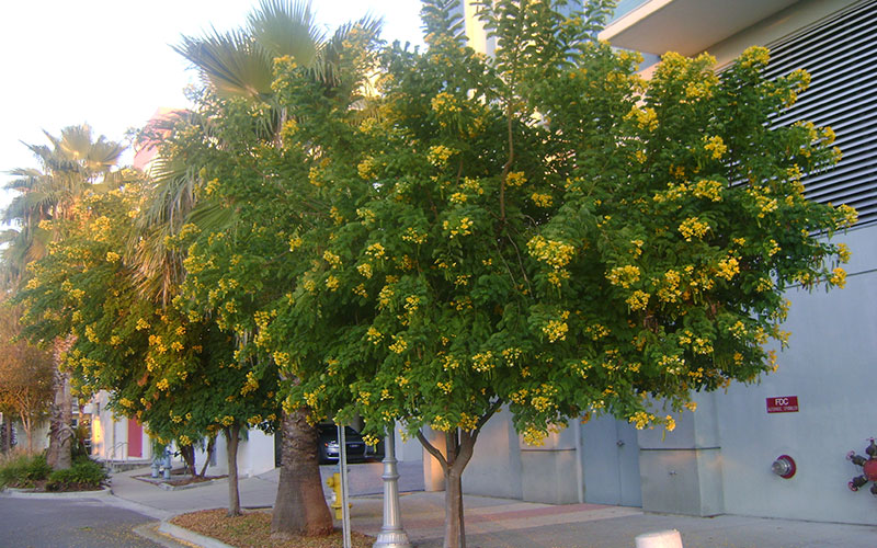 GARDEN CENTER FORT MYERS