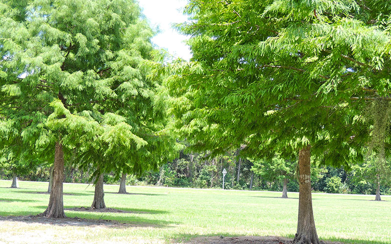GARDEN CENTER FORT MYERS