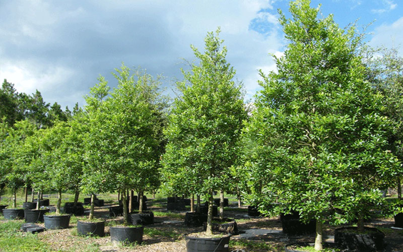 TREE NURSERY FORT MYERS