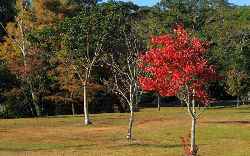 GARDEN CENTER FORT MYERS